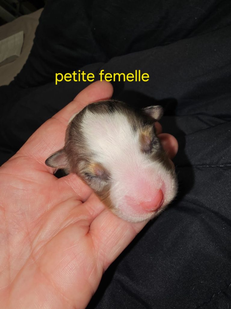 De La Vallée Indienne - Chiot disponible  - Berger Australien