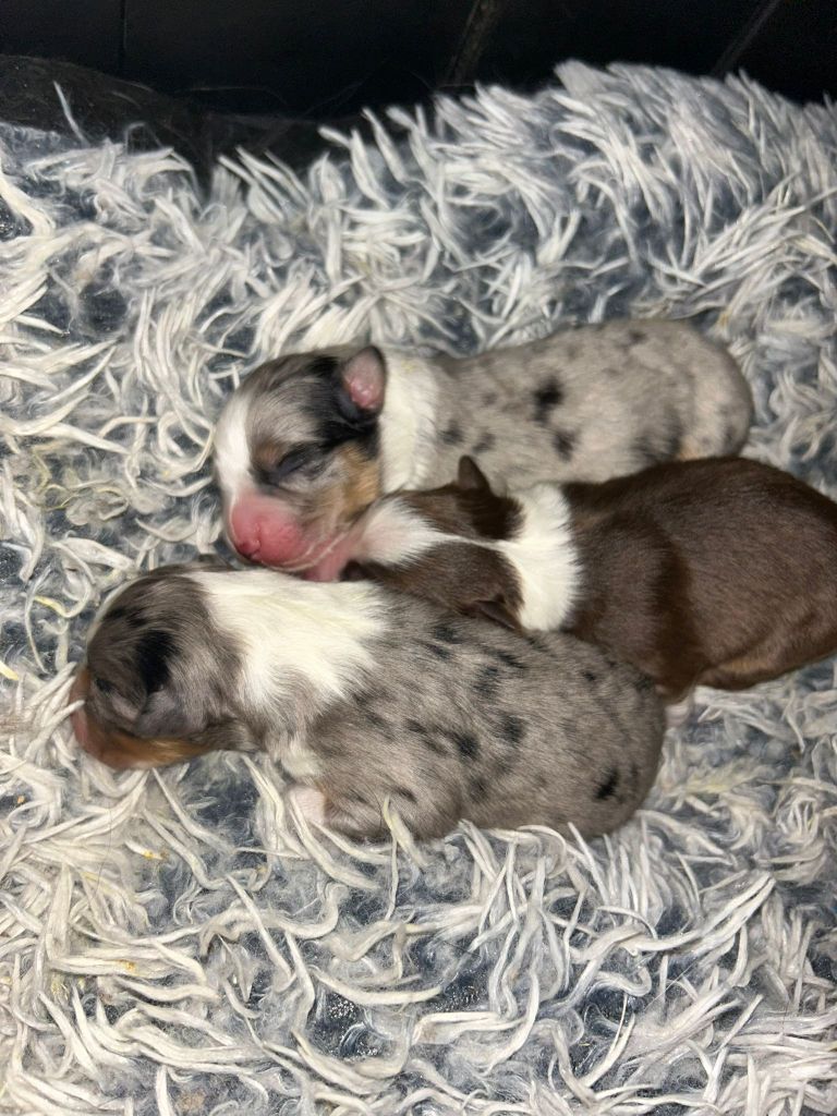 chiot Berger Australien De La Vallée Indienne