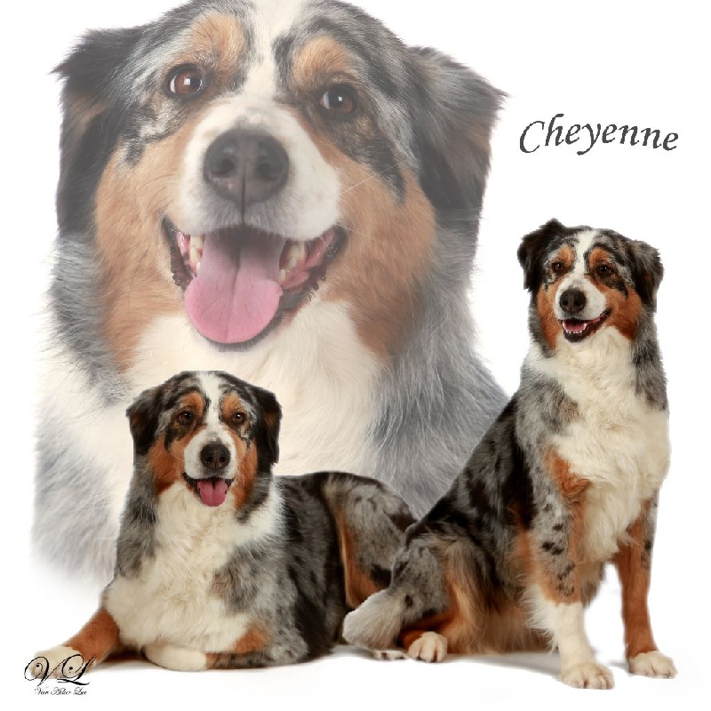 Cheyenne (Sans Affixe)