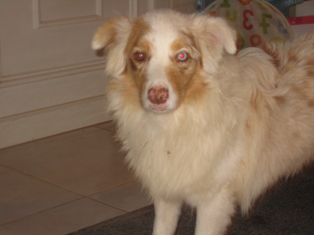 Jiji De La Vallée Indienne