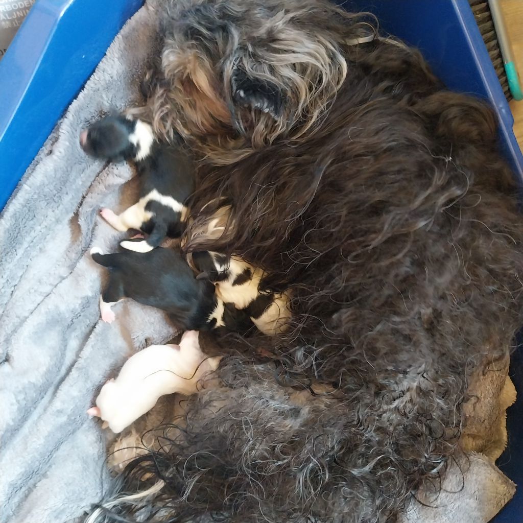 Chiots disponible