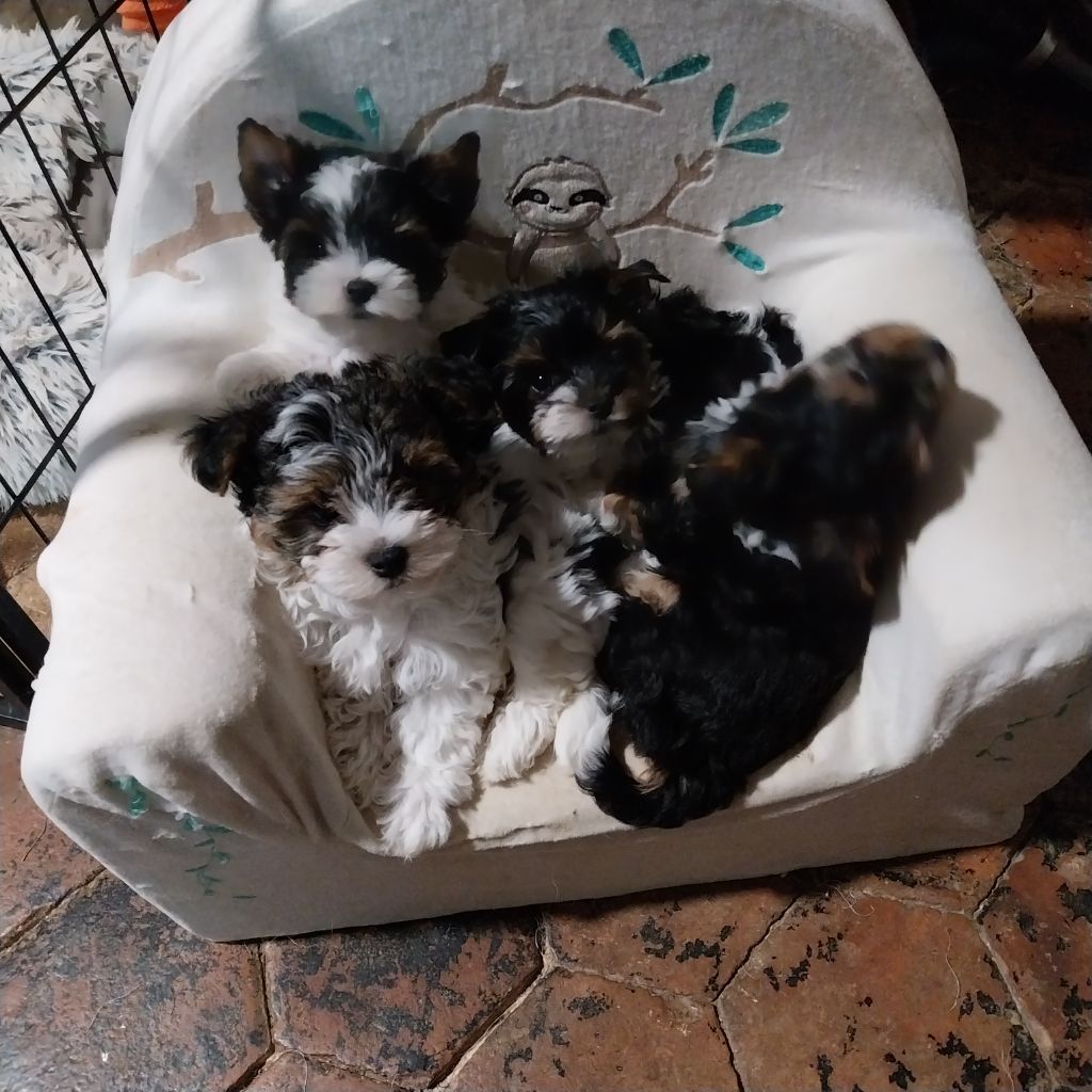 Chiots disponible