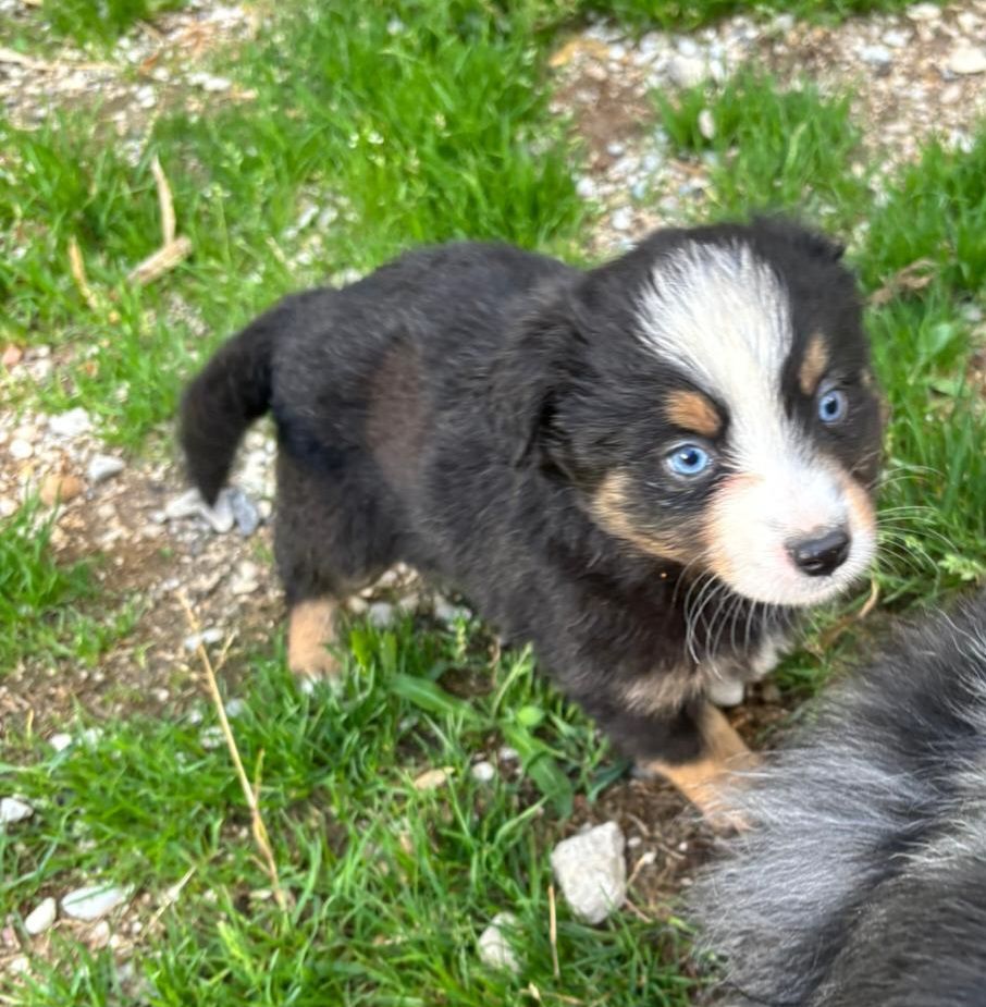 De La Vallée Indienne - Chiots disponibles - Berger Américain Miniature 