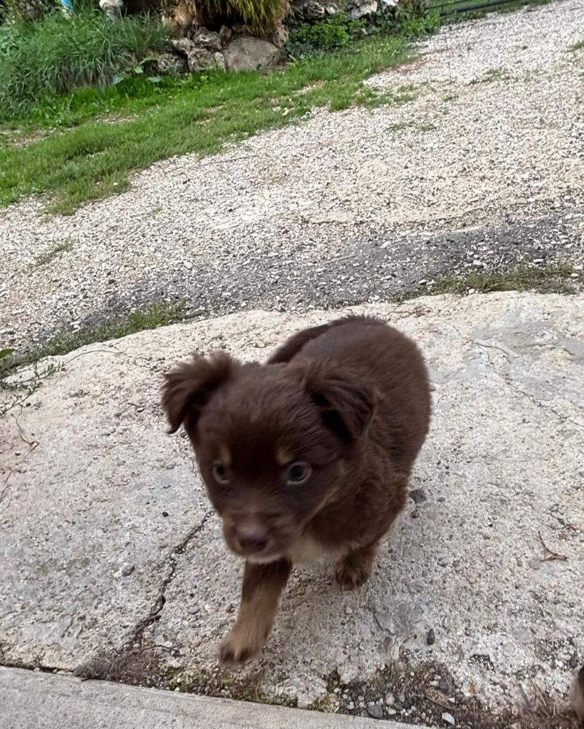De La Vallée Indienne - Chiots disponibles - Berger Américain Miniature 