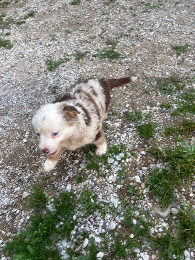 De La Vallée Indienne - Chiots disponibles - Berger Américain Miniature 