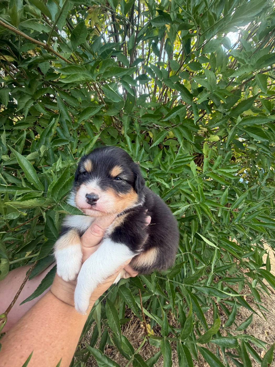 De La Vallée Indienne - Chiots disponibles - Berger Australien