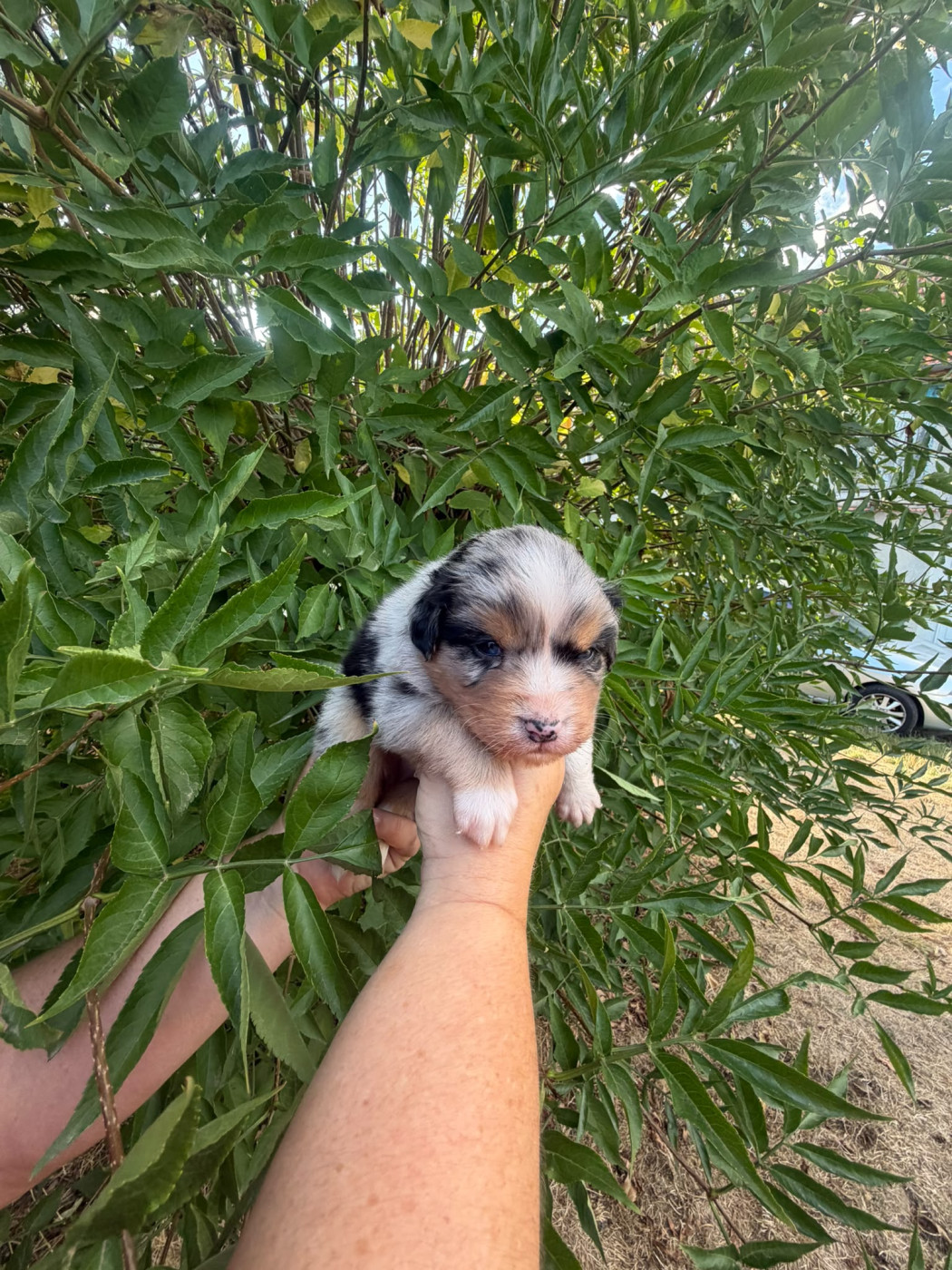 De La Vallée Indienne - Chiots disponibles - Berger Australien