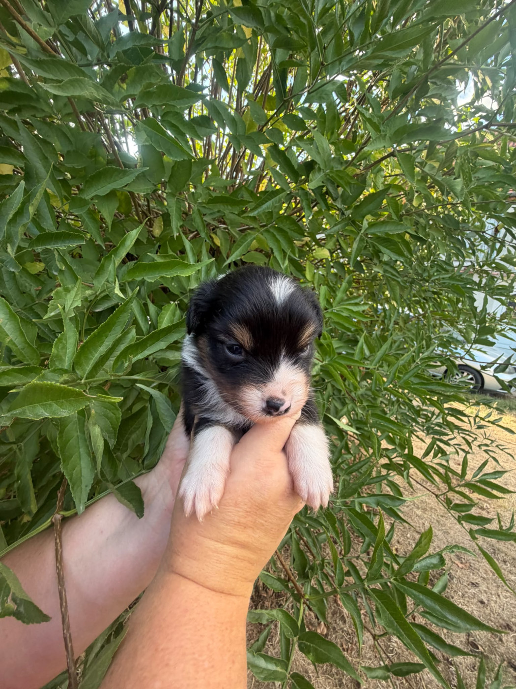 De La Vallée Indienne - Chiots disponibles - Berger Australien