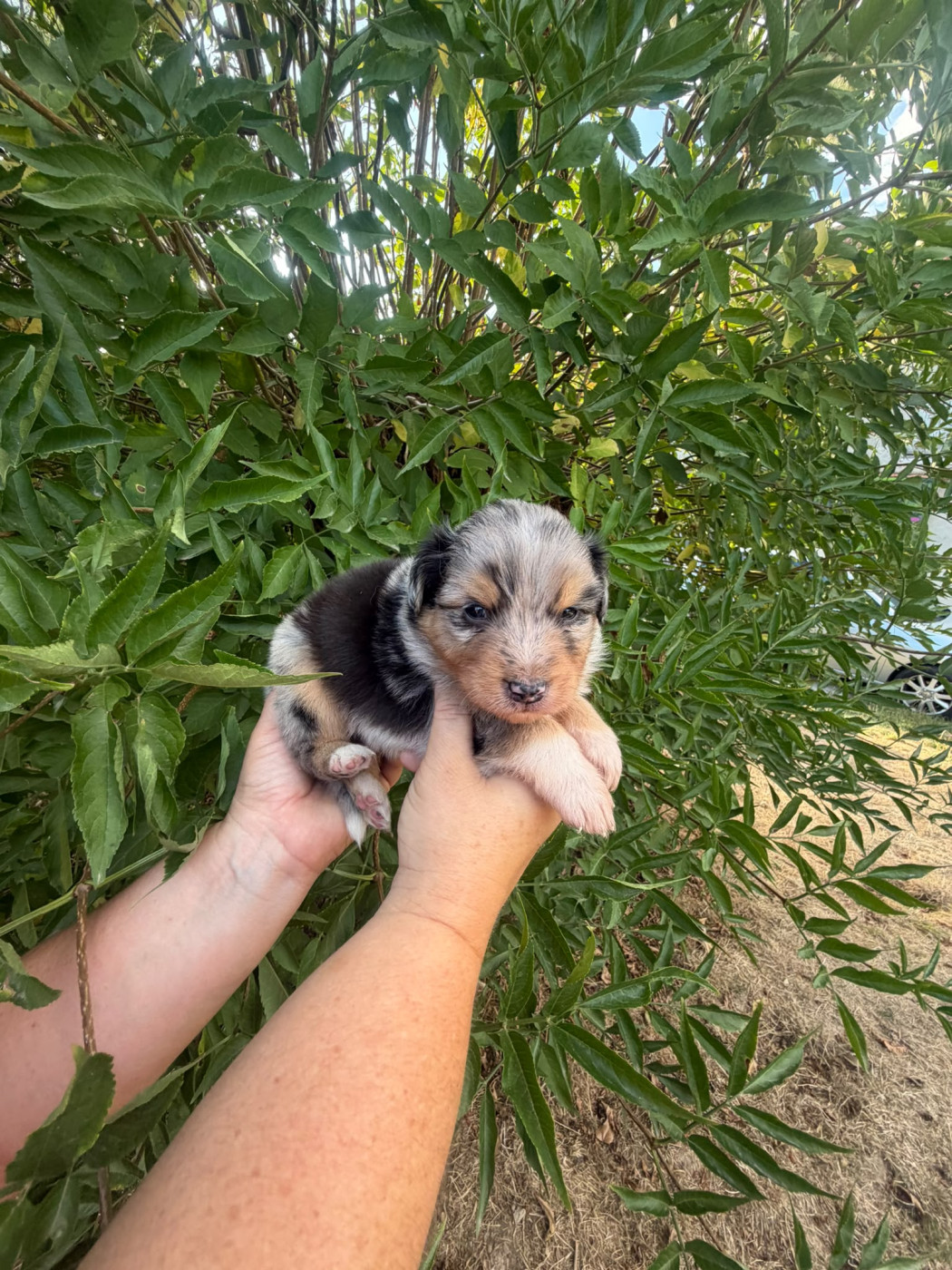 De La Vallée Indienne - Chiots disponibles - Berger Australien