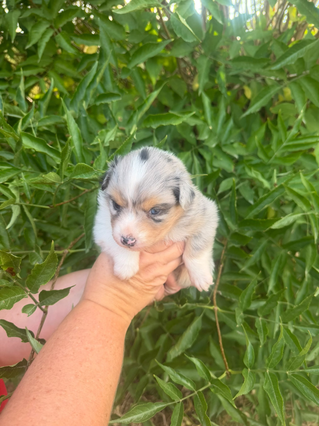 De La Vallée Indienne - Chiots disponibles - Berger Australien