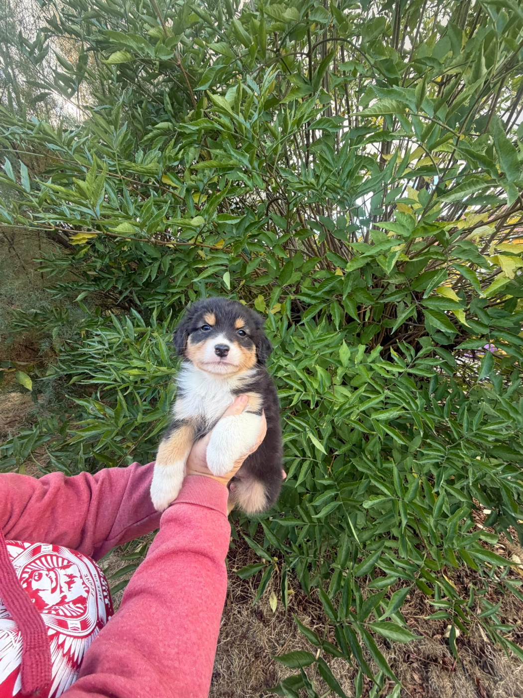 De La Vallée Indienne - Chiots disponibles - Berger Australien