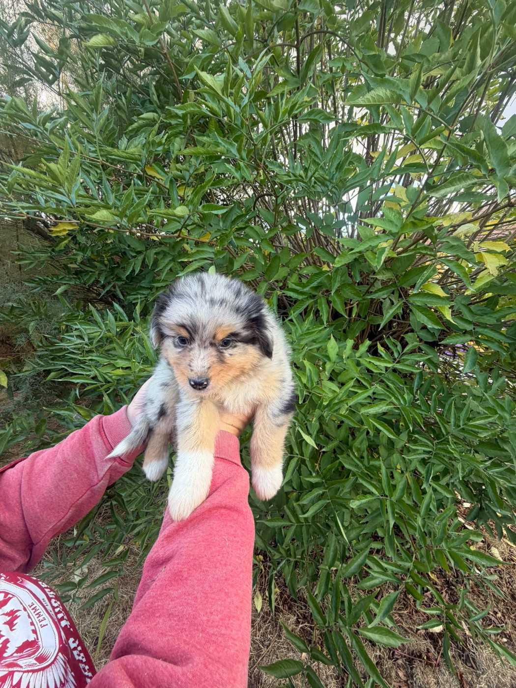 De La Vallée Indienne - Chiots disponibles - Berger Australien