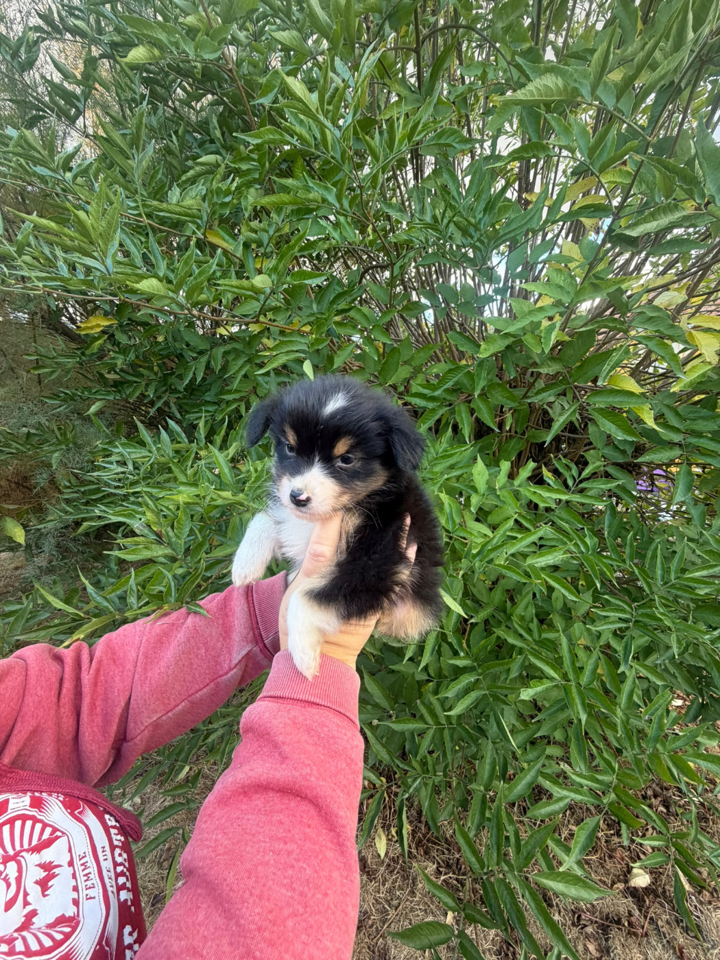 De La Vallée Indienne - Chiots disponibles - Berger Australien