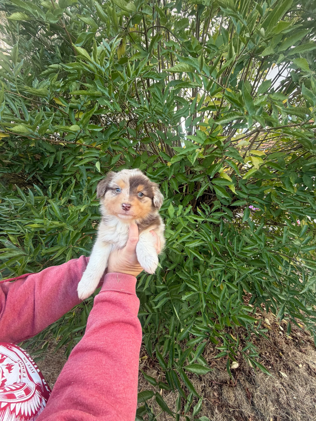 De La Vallée Indienne - Chiots disponibles - Berger Australien