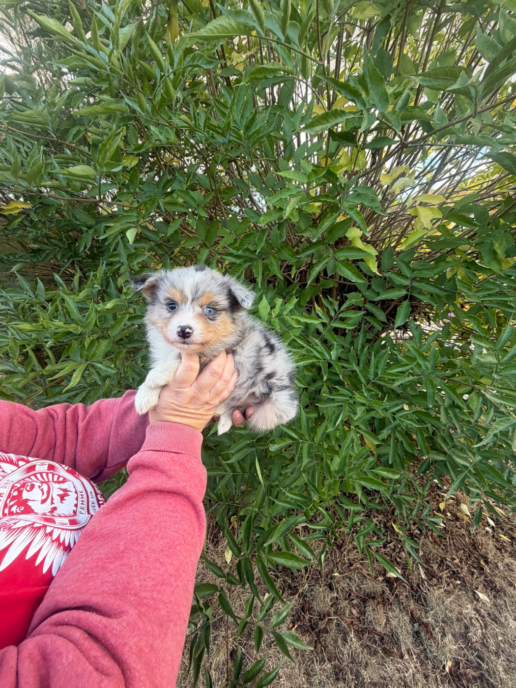 De La Vallée Indienne - Chiots disponibles - Berger Australien