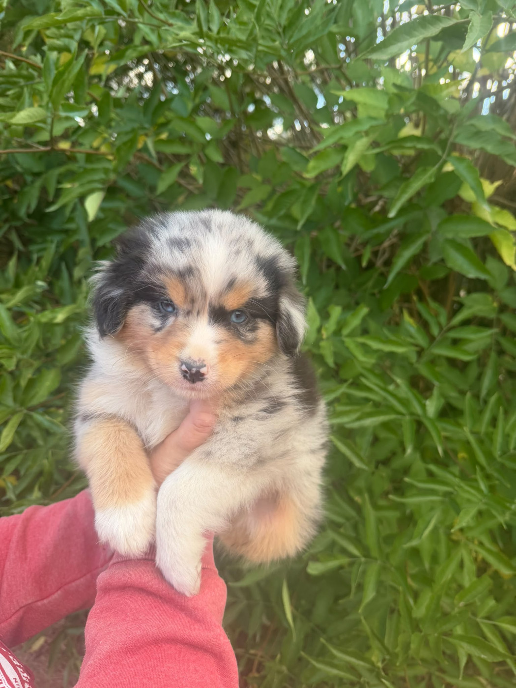 De La Vallée Indienne - Chiots disponibles - Berger Australien