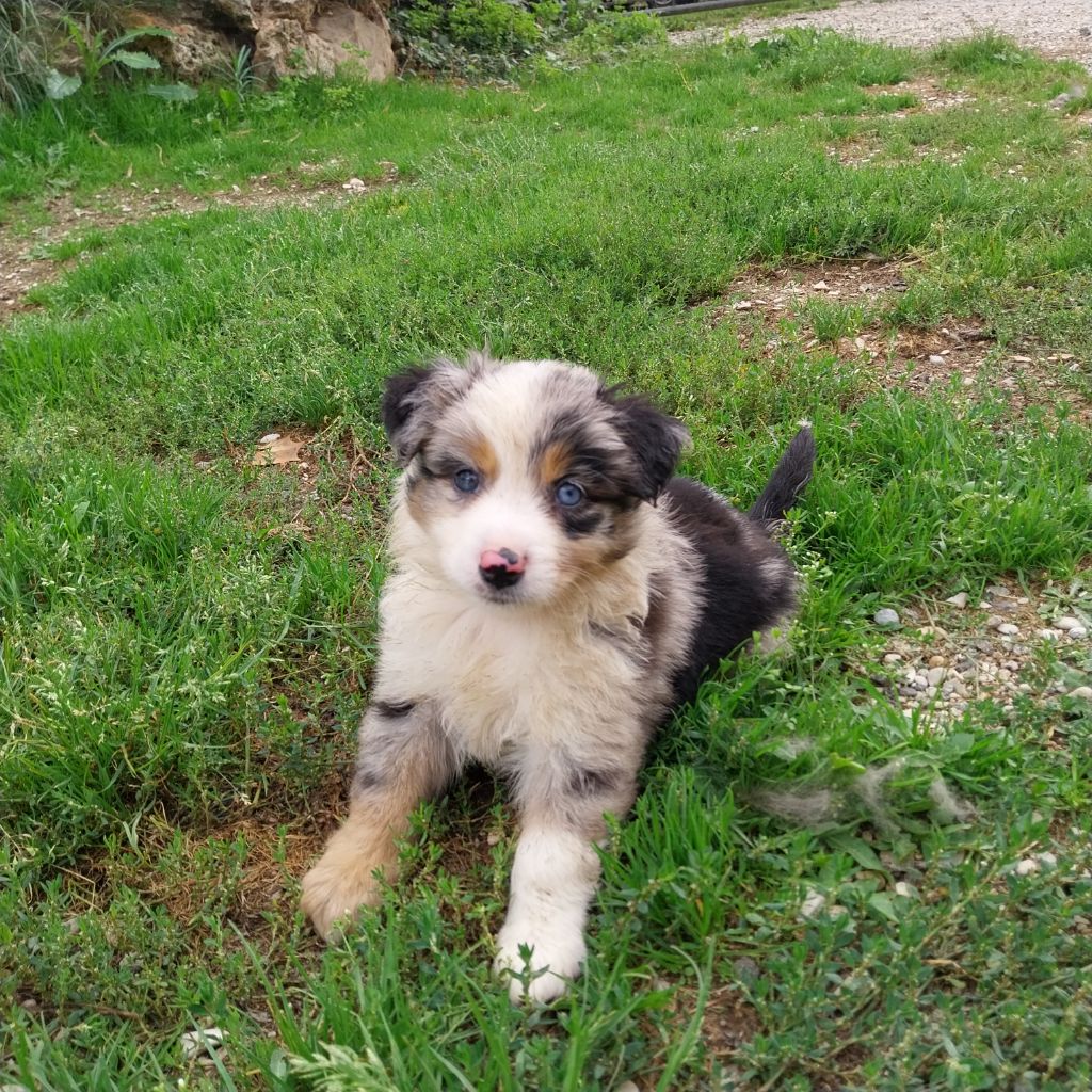 De La Vallée Indienne - Chiots disponibles - Berger Américain Miniature 