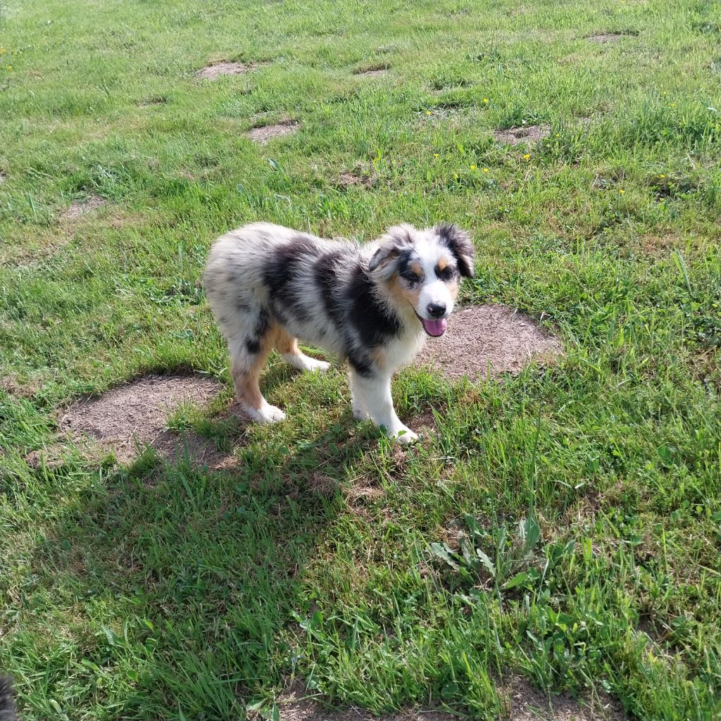 De La Vallée Indienne - Chiots disponibles - Berger Australien