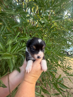 BALTO