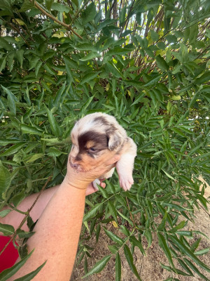 BAILEY