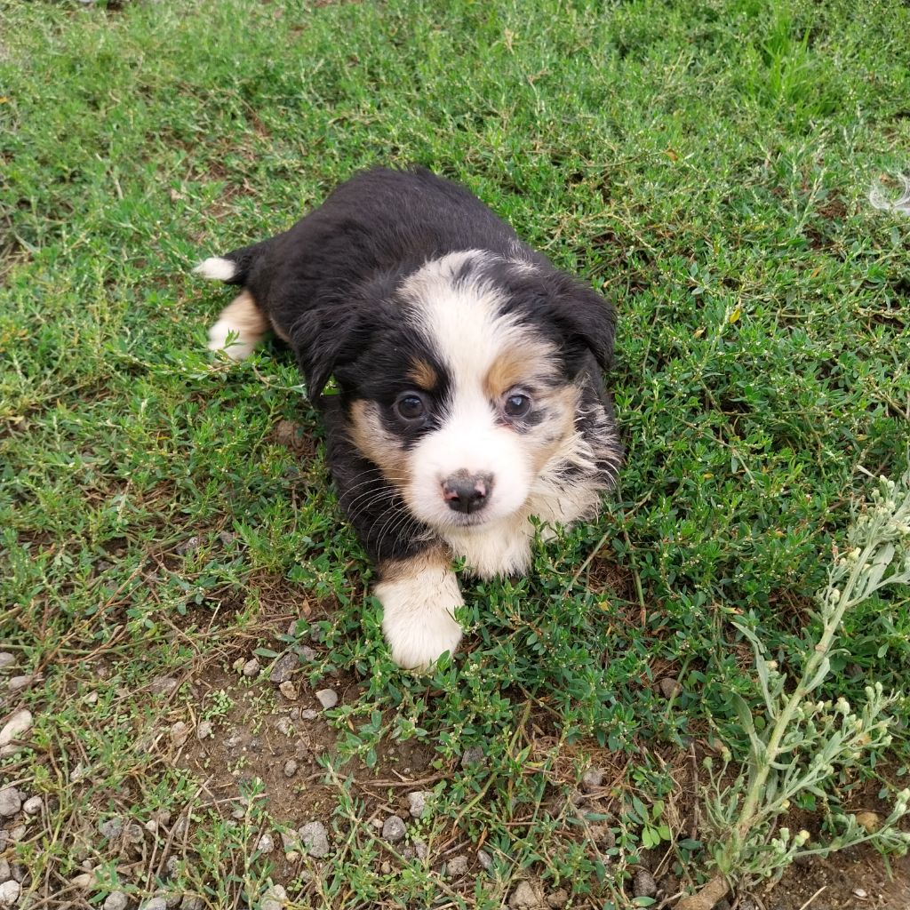 De La Vallée Indienne - Chiots disponibles - Berger Américain Miniature 