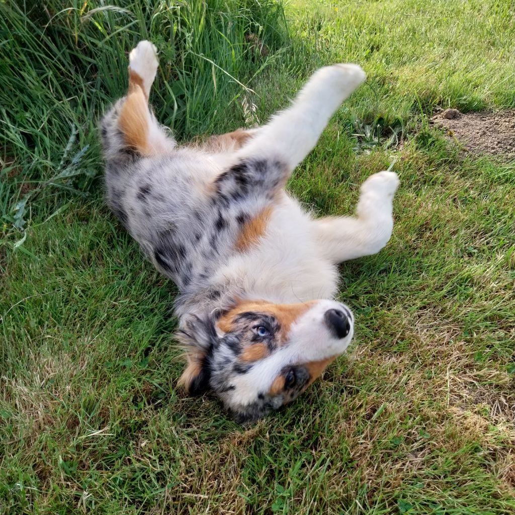 De La Vallée Indienne - Chiots disponibles - Berger Australien